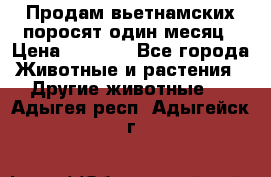 Продам вьетнамских поросят,один месяц › Цена ­ 3 000 - Все города Животные и растения » Другие животные   . Адыгея респ.,Адыгейск г.